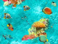 Обои 612-04 НЕМО (9) СС