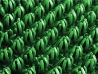 Щетинистое покрытие Зеленый ComeForte (15)    